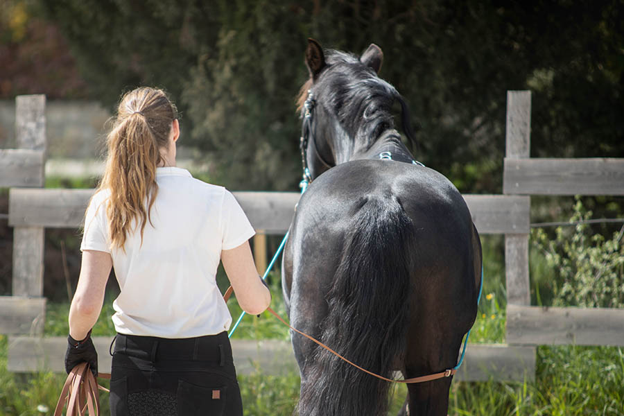 longues r&ecirc;nes biothane et corde vue de dos